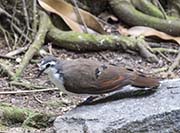 Picture/image of Tambourine Dove