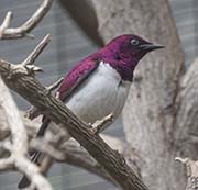 Picture/image of Violet-backed Starling