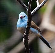 Picture/image of Blue-capped Cordon-bleu