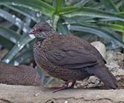 Picture/image of Stone Partridge