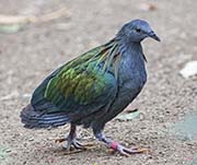 Picture/image of Nicobar Pigeon