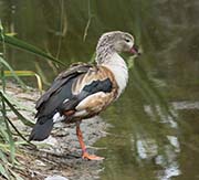 Picture/image of Orinoco Goose