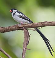 Picture/image of Pin-tailed Whydah
