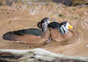 Picture/image of African Pygmy-goose