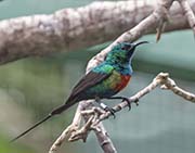 Picture/image of Beautiful Sunbird