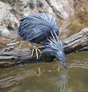 Picture/image of Black Heron