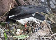 Picture/image of Abdim's Stork