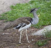 Picture/image of Kori Bustard