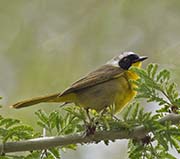 Common Yellowthroat