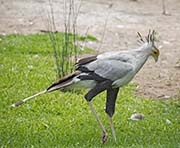 Picture/image of Secretarybird