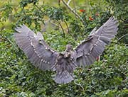 Picture/image of Black-crowned Night-Heron