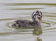Picture/image of Pied-billed Grebe