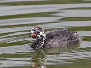 Picture/image of Pied-billed Grebe