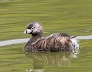 Picture/image of Pied-billed Grebe