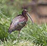 Picture/image of White-faced Ibis