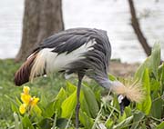 Picture/image of Grey Crowned Crane
