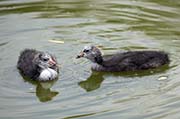 Picture/image of American Coot