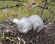 Picture/image of Cattle Egret