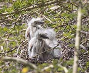Picture/image of Cattle Egret