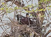Picture/image of White-faced Ibis