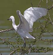 Picture/image of Cattle Egret