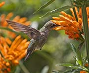 Picture/image of Anna's Hummingbird