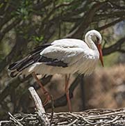 Picture/image of White Stork