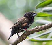 Picture/image of Magpie Mannikin