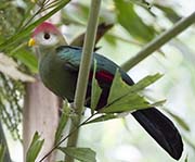 Picture/image of Red-crested Turaco