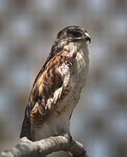 Picture/image of Ferruginous Hawk
