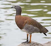 Picture/image of Ashy-headed Goose