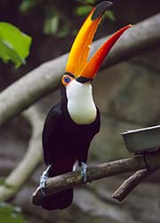 Picture/image of Toco Toucan