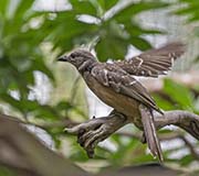 Picture/image of Fawn-breasted Bowerbird