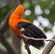 Picture/image of Andean Cock-of-the-rock