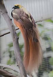 Picture/image of Raggiana Bird-of-paradise