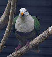 Picture/image of Black-chinned Fruit Dove
