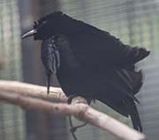 Picture/image of Superb Bird-of-paradise