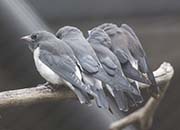 Picture/image of White-breasted Woodswallow