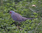 Picture/image of Diamond Dove