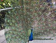 Picture/image of Indian Peafowl