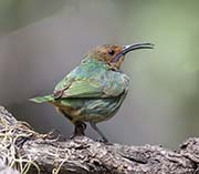 Picture/image of Purple Honeycreeper