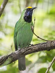 Picture/image of Golden-fronted Leafbird