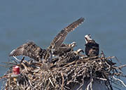 Picture/image of Osprey