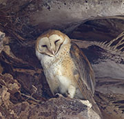 Picture/image of Barn Owl