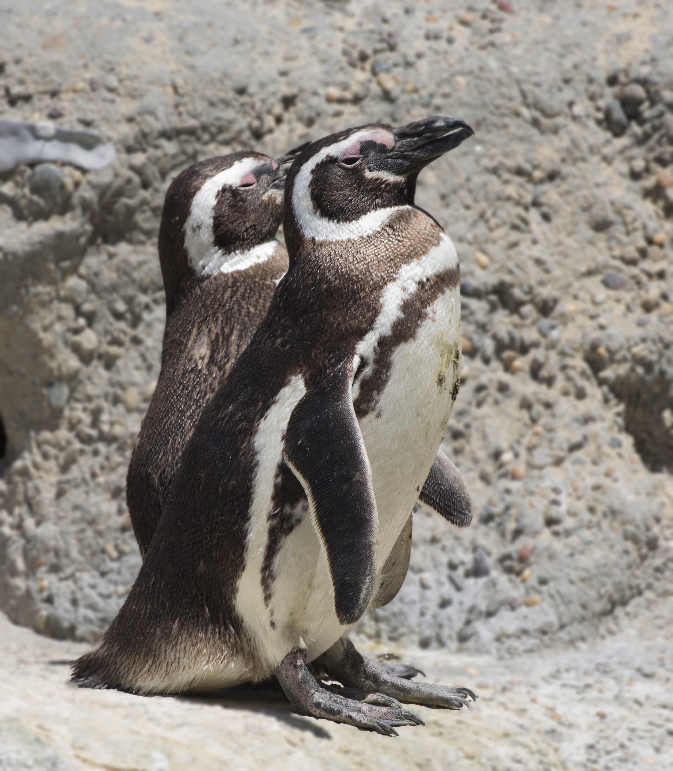 Pictures and information on Magellanic Penguin