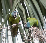 Picture/image of Blue-headed Macaw