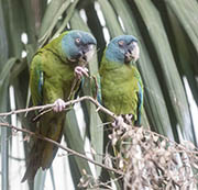 Picture/image of Blue-headed Macaw
