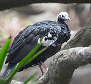 Picture/image of Blue-throated Piping-Guan