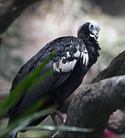 Picture/image of Blue-throated Piping-Guan