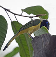 Picture/image of Green Jay